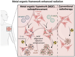 Graphical abstract: Cellular fate and performance of group IV metal organic framework radioenhancers