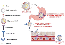 Graphical abstract: Hijacking the intrinsic vitamin B12 pathway for the oral delivery of nanoparticles, resulting in enhanced in vivo anti-leishmanial activity