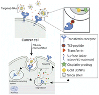 Graphical abstract: Pro-apoptotic and size-reducing effects of protein corona-modulating nano-architectures enclosing platinum prodrug in in vivo oral carcinoma