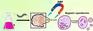Graphical abstract: Magnetotactic bacteria AMB-1 with active deep tumor penetrability for magnetic hyperthermia of hypoxic tumors