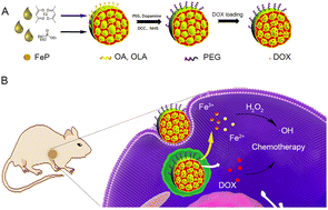 Graphical abstract: Facile fabrication of a biodegradable multi-hollow iron phosphate nanoplatform for tumor-specific nanocatalytic therapy and chemotherapy