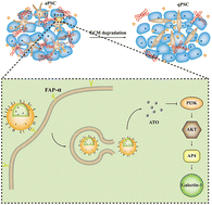 Graphical abstract: Arsenic trioxide-loaded nanoparticles enhance the chemosensitivity of gemcitabine in pancreatic cancer via the reversal of pancreatic stellate cell desmoplasia by targeting the AP4/galectin-1 pathway