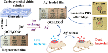 Graphical abstract: Silver loaded biodegradable carboxymethyl chitin films with long-lasting antibacterial activity for infected wound healing