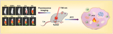 Graphical abstract: Ultra-small NIR J-aggregates of BODIPY for potent phototheranostics