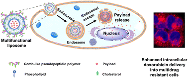 Graphical abstract: A pH-responsive, endosomolytic liposome functionalized with membrane-anchoring, comb-like pseudopeptides for enhanced intracellular delivery and cancer treatment