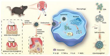 Graphical abstract: Sustained release of chlorogenic acid-loaded nanomicelles alleviates bone loss in mouse periodontitis