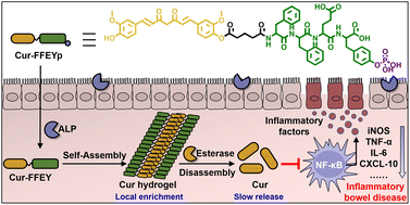 Graphical abstract: Sequential self-assembly and disassembly of curcumin hydrogel effectively alleviates inflammatory bowel disease