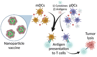 Graphical abstract: Nanoparticle vaccines can be designed to induce pDC support of mDCs for increased antigen display