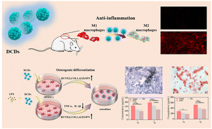 Graphical abstract: Novel multifunctional dexamethasone carbon dots synthesized using the one-pot green method for anti-inflammatory, osteogenesis, and osteoimmunomodulatory in bone regeneration