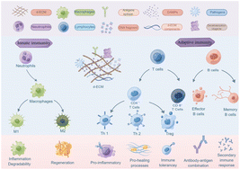 Graphical abstract: Decellularized extracellular matrix (d-ECM): the key role of the inflammatory process in pre-regeneration after implantation