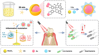 Graphical abstract: Highly efficient photothermal branched Au–Ag nanoparticles containing procyanidins for synergistic antibacterial and anti-inflammatory immunotherapy