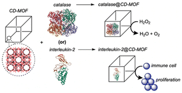 Graphical abstract: Cyclodextrin metal–organic framework-based protein biocomposites