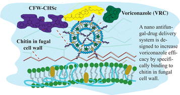 Graphical abstract: Calcofluor white-cholesteryl hydrogen succinate conjugate mediated liposomes for enhanced targeted delivery of voriconazole into Candida albicans