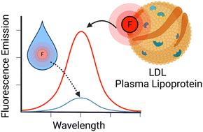 Graphical abstract: Lipoprotein interactions with water-soluble NIR-II emitting aza-BODIPYs boost the fluorescence signal and favor selective tumor targeting