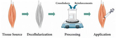 Graphical abstract: Decellularized ECM hydrogels: prior use considerations, applications, and opportunities in tissue engineering and biofabrication