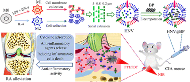 Graphical abstract: Macrophage-derived hybrid exosome-mimic nanovesicles loaded with black phosphorus for multimodal rheumatoid arthritis therapy