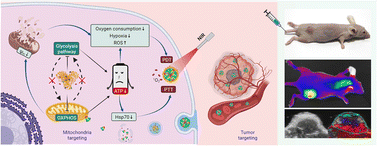 Graphical abstract: Combined phototherapy with metabolic reprogramming-targeted albumin nanoparticles for treating breast cancer