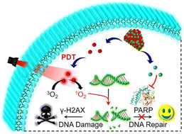 Graphical abstract: A self-delivery photodynamic sensitizer for enhanced DNA damage by PARP inhibition