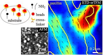 Graphical abstract: Super-resolution traction force microscopy with enhanced tracer density enables capturing molecular scale traction