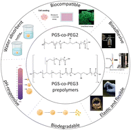 Graphical abstract: Elastomeric, bioadhesive and pH-responsive amphiphilic copolymers based on direct crosslinking of poly(glycerol sebacate)-co-polyethylene glycol