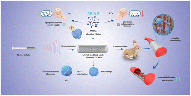 Graphical abstract: Cellular energy supply for promoting vascular remodeling of small-diameter vascular grafts: a preliminary study of a new strategy for vascular graft development