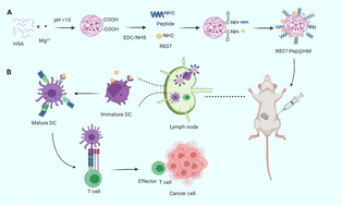 Graphical abstract: A dual-adjuvant neoantigen nanovaccine loaded with imiquimod and magnesium enhances anti-tumor immune responses of melanoma