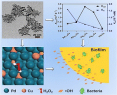 Graphical abstract: Precisely modulated 2D PdCu alloy nanodendrites as highly active peroxidase mimics for the elimination of biofilms