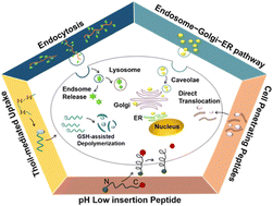 Graphical abstract: Recent advances in the intracellular delivery of macromolecule therapeutics