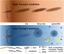 Graphical abstract: A study of macrophage mechanical properties and functional modulation based on the Young's modulus of PLGA-PEG fibers