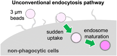 Graphical abstract: A noncanonical endocytic pathway is involved in the internalization of 3 μm polystyrene beads into HeLa cells