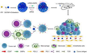 Graphical abstract: Lipid-mediated delivery of CD47 siRNA aids JQ1 in ensuring simultaneous downregulation of PD-L1 and CD47 and improves antitumor immunotherapy efficacy