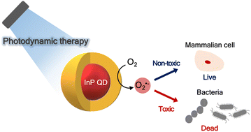 Graphical abstract: Photodynamic treatment of multidrug-resistant bacterial infection using indium phosphide quantum dots