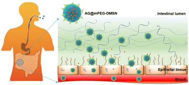 Graphical abstract: Mucus-penetrating dendritic mesoporous silica nanoparticle loading drug nanocrystal clusters to enhance permeation and intestinal absorption