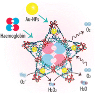 Graphical abstract: Metal–organic framework-based oxygen carriers with antioxidant activity resulting from the incorporation of gold nanozymes