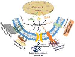 Graphical abstract: Cellular metabolism: a link connecting cellular behaviour with the physiochemical properties of biomaterials for bone tissue engineering