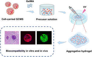 Graphical abstract: Injectable composite hydrogels encapsulating gelatin methacryloyl/chitosan microspheres as ARPE-19 cell transplantation carriers