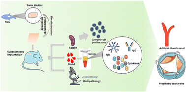 Graphical abstract: Immunogenicity assessment of swim bladder-derived biomaterials