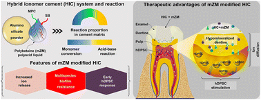 Graphical abstract: Polybetaine-enhanced hybrid ionomer cement shows improved total biological effect with bacterial resistance and cellular stimulation