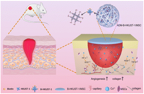 Graphical abstract: A biotin-stabilized HKUST-1/ADM scaffold for facilitating MSC endothelial differentiation and vascularization in diabetic wound healing