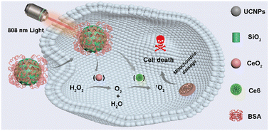 Graphical abstract: Oxygen self-supplied upconversion nanoplatform loading cerium oxide for amplified photodynamic therapy of hypoxic tumors