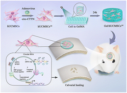 Graphical abstract: Engineered cell-overexpression of circular RNA hybrid hydrogels promotes healing of calvarial defects