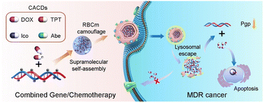 Graphical abstract: Erythrocyte membrane camouflaged siRNA/chemodrug nanoassemblies for cancer combination therapy