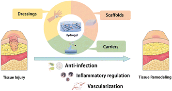 Graphical abstract: The diversified hydrogels for biomedical applications and their imperative roles in tissue regeneration