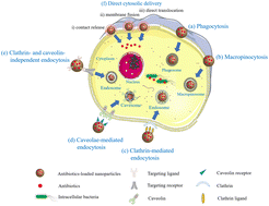 Graphical abstract: Nanocarriers for the delivery of antibiotics into cells against intracellular bacterial infection
