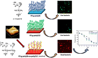 Graphical abstract: Effect of carbon spacer length on the antibacterial properties of zwitterionic poly(sulfobetaine) type copolymeric brushes and their application in wound healing