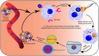 Graphical abstract: Light and immunostimulant mediated in situ re-education of tumor-associated macrophages using photosensitizer conjugated mannan nanoparticles for boosting immuno-photodynamic anti-metastasis therapy