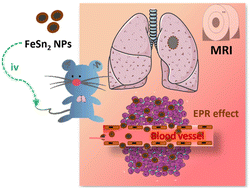Graphical abstract: Ligand free FeSn2 alloy nanoparticles for safe T2-weighted MR imaging of in vivo lung tumors