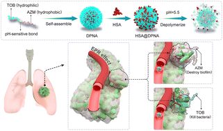 Graphical abstract: Albumin-coated pH-responsive dimeric prodrug-based nano-assemblies with high biofilm eradication capacity