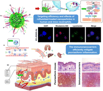 Graphical abstract: Targeting anti-inflammatory immunonanocarriers to human and murine neutrophils via the Ly6 antigen for psoriasiform dermatitis alleviation