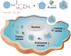 Graphical abstract: Histidine-based coordinative polymers for efficient intracellular protein delivery via enhanced protein binding, cellular uptake, and endosomal escape